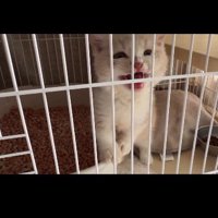 ケージの中で鳴いている子猫
