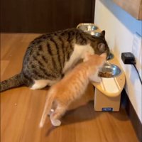 隣のご飯が気になる子猫