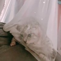 カーテンに引っかかる子猫アップ