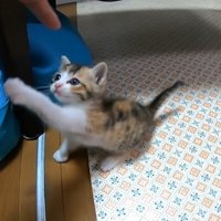 指にじゃれつく子猫