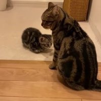 向かい合う2匹の猫