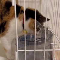 水を飲む猫
