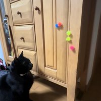 お座りをしてキャビネット中央寄りについているボールを見つめる猫