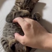 お腹を触られる子猫