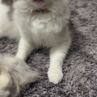 ブラッシングで抜けた自分の毛の前に座る猫