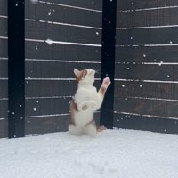 前足を上に伸ばす猫