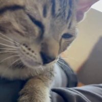 飼い主さんの膝の上にいるキジトラ猫