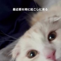 寝そべっている猫