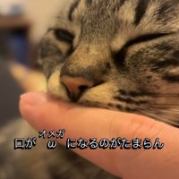 口元に指を当てられた猫