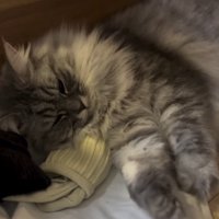 寝る猫