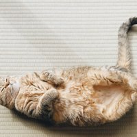 へそ天で眠る猫（全身アップ）