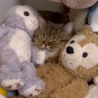 ぬいぐるみに擬態する猫