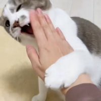 飼い主の手に前足を乗せて口を開いているサバ白