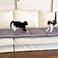 ソファの上で遊ぶ2匹の子猫