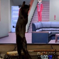 テレビ画面に手を伸ばす猫