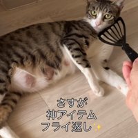 横になる猫