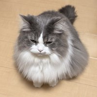 眠そうな顔の猫