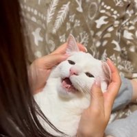 人に抱かれている猫