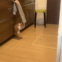 かけられたタオルをくわえてジャンプしている猫