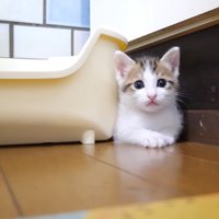 隙間に挟まるハートくん(カメラ目線)