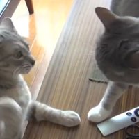 テーブルの上とその下で顔を見合わせる猫
