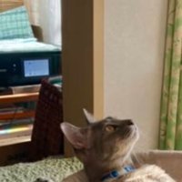 キャットタワーにいる猫