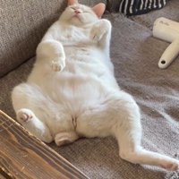 仰向けで寝ている猫