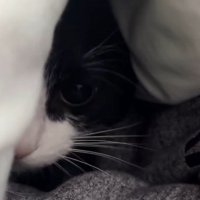布の間から顔を出してカメラを見つめる猫