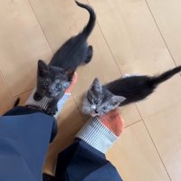 上を見上げる子猫たち