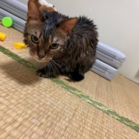 濡れた猫（1番濃い色）