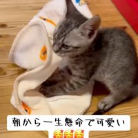 踏む猫