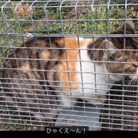 「ひゃくえーん」と言う猫