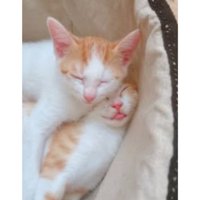 室内にいる猫