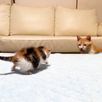 赤ちゃん猫を見つめるむぎくん