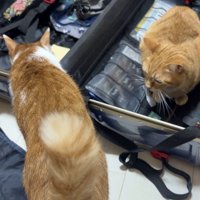 パッキングをする女性のそばに集まる茶トラ猫と茶白猫