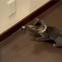 パンチする猫