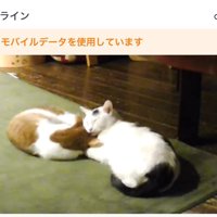 くっつく猫二匹