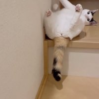 飼い主を目で追う猫