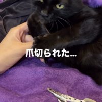 飼い主の足の上でくつろぐ黒猫