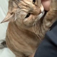 くっついている飼い主と猫