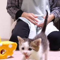 走ってくる姿