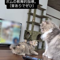 サイベリアンにケンカを売る子猫