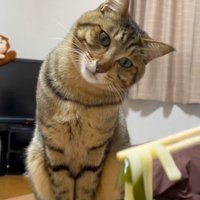 うどんを見下ろす猫