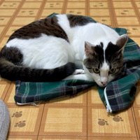 チェック柄の布の上に丸くなる猫