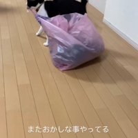 ゴミ袋を引っ張っている猫