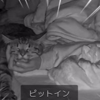 寝ている飼い主と猫