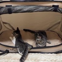 ソフトケージの中で座る2匹の子猫