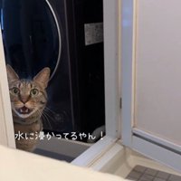 お風呂場を覗き込んでいる猫