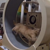 キャットホイールで走る猫