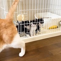 ケージの前を歩く茶トラ白猫と子猫たち